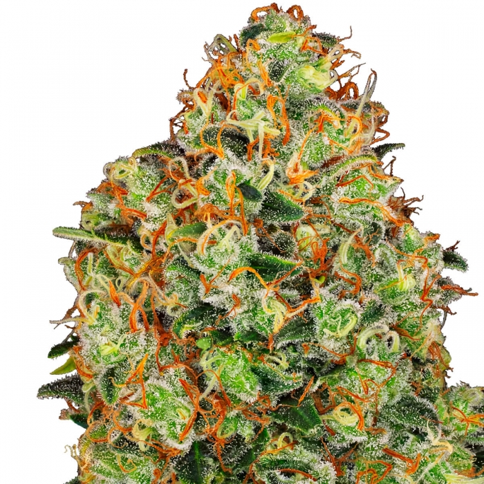 Semillas de marihuana feminizadas auto Sweet Tangerine Tango de White Label cogollo resinoso.