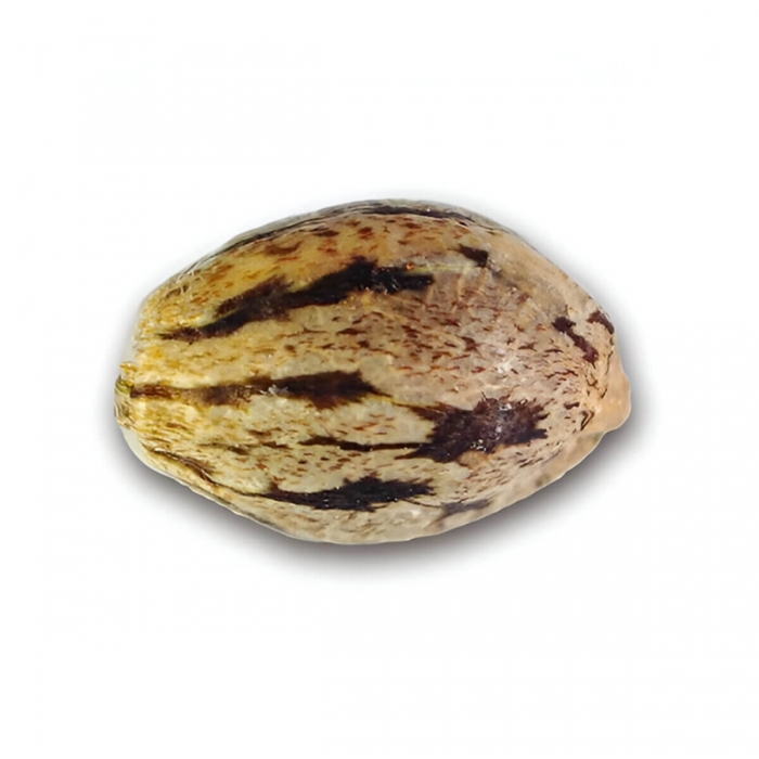 Semillas de marihuana feminizadas auto Il Diavolo de Delicious Seeds semilla.