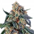 Semillas feminizadas de marihuana Cookies Kush de Barney's Farm Seeds, cogollo.