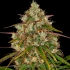 Semillas de Marihuana Liberty Haze (Barneys Farm) cogollo resinoso.