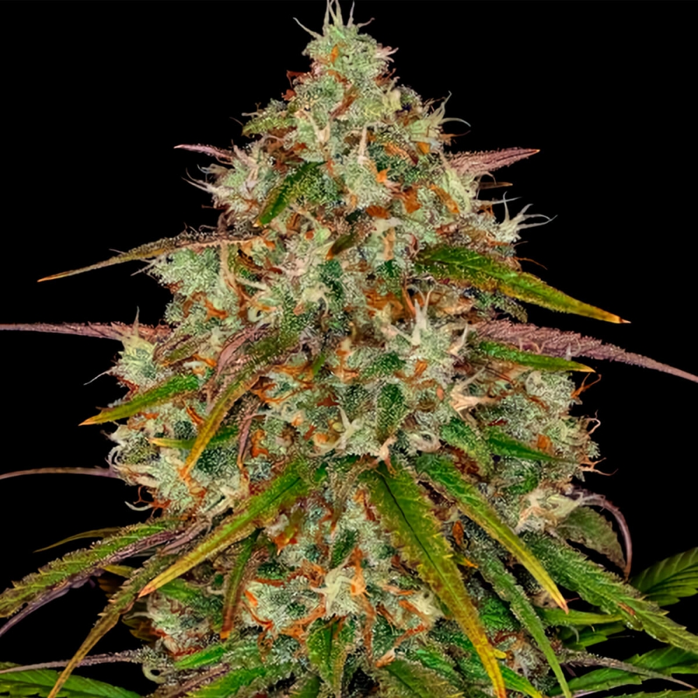 Semillas de Marihuana Liberty Haze (Barneys Farm) cogollo resinoso.