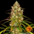 Semillas de Marihuana Liberty Haze (Barneys Farm) punta principal.