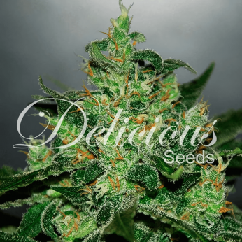 Semilla feminizada autofloreciente Auto Critical Jack Herer de Delicious Seeds.