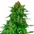 semilla de marihuana feminizada CBD auto Black Lights de Sensi Seeds Research.