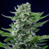 Semilla de marihuana Royal Critical Auto de Royal Queen Seeds, cogollo con resina.