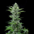 Semilla de marihuana Royal Critical Auto de Royal Queen Seeds.