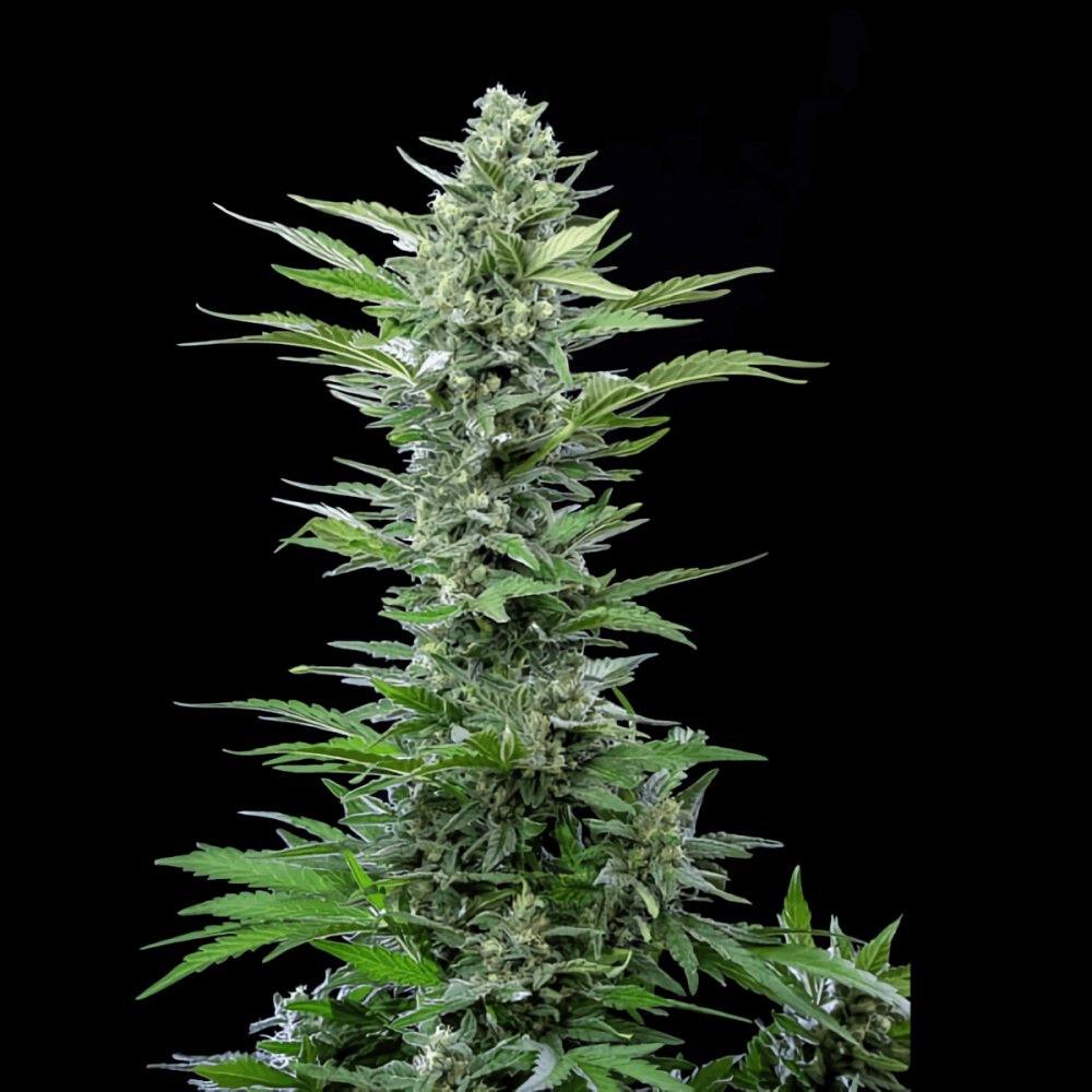 Semilla de marihuana Royal Critical Auto de Royal Queen Seeds.