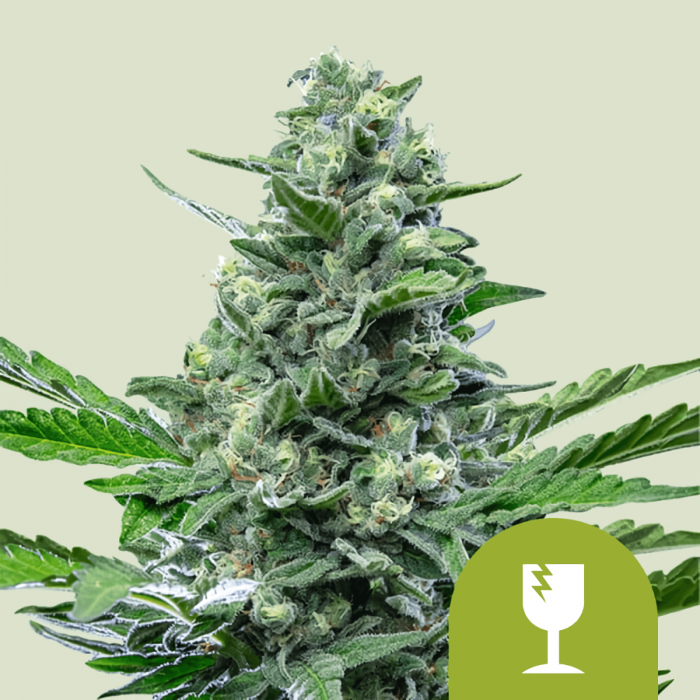 Royal Critical Auto (Royal Queen Seeds)