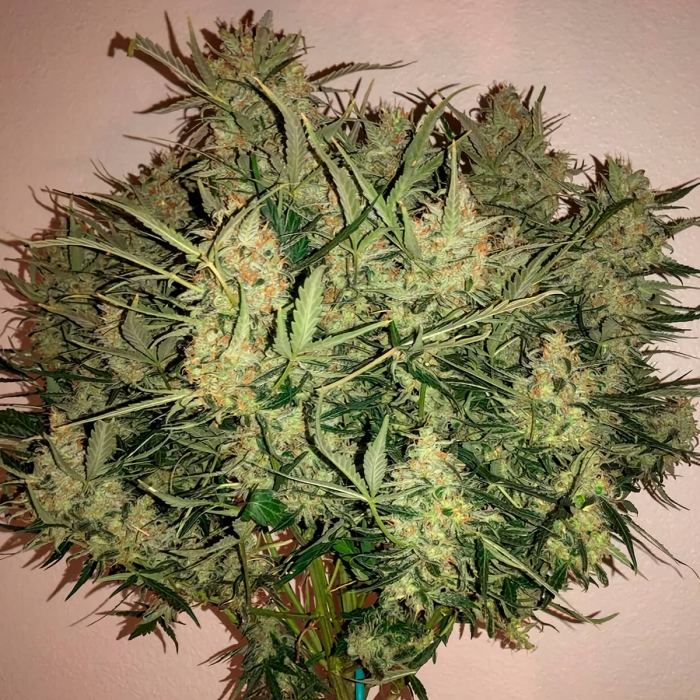 AUTO THINK BIG (Dutch Passion Seeds)