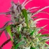 Auto Crystal Candy de Sweet Seeds - Semillas feminizadas, punta principal.