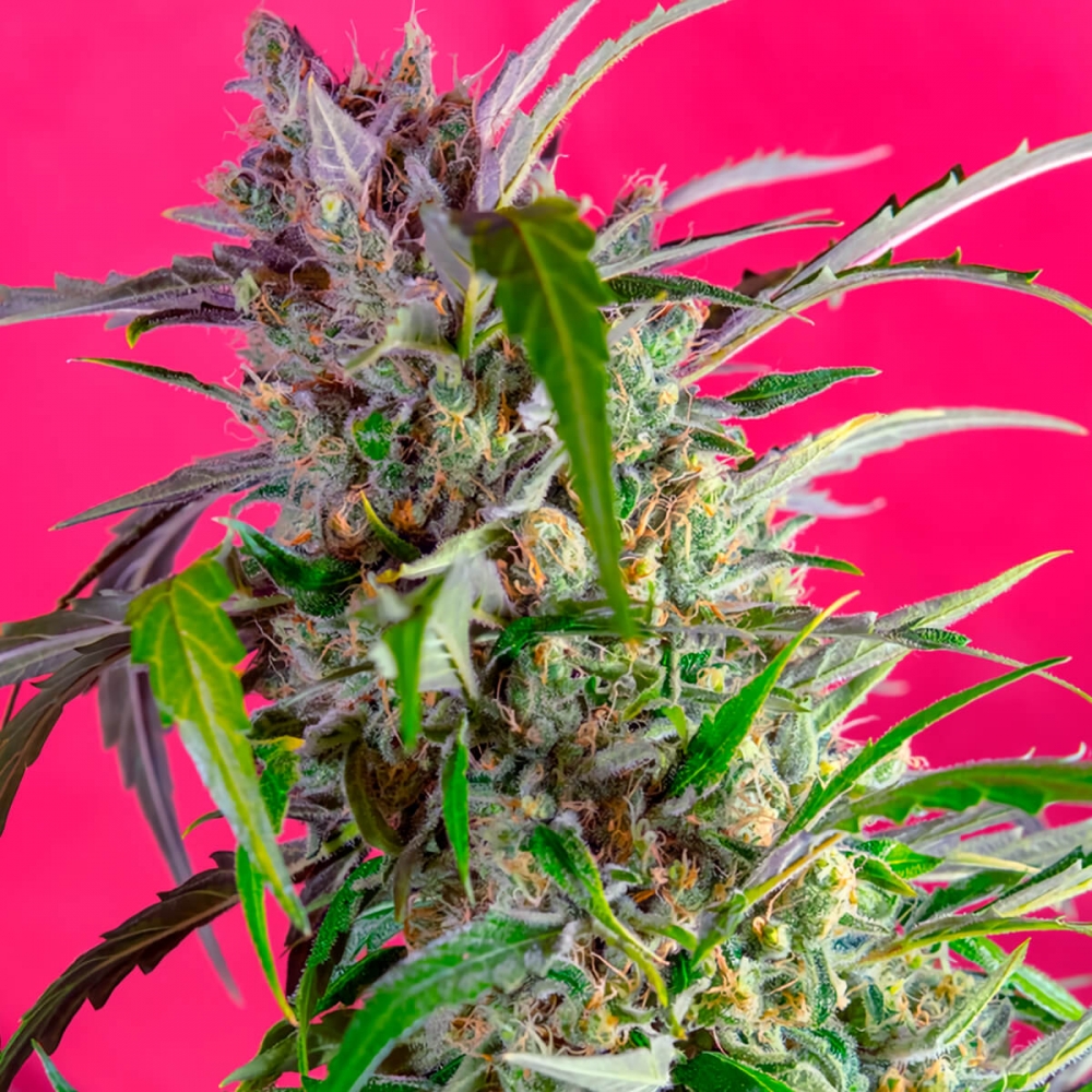 Auto Crystal Candy de Sweet Seeds - Semillas feminizadas, punta principal.