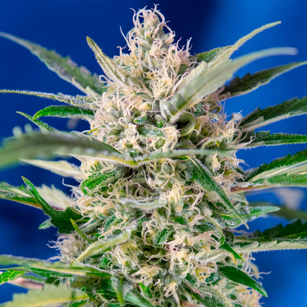 Auto Crystal Candy de Sweet Seeds - Semillas feminizadas autoflorecientes.