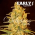 Semilla de marihuana feminizada Critical Sensi Star Early Version de Delicious Seeds.