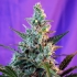 AUTO SWEET SKUNK (de Sweet Seeds) Autofloreciente Feminizada