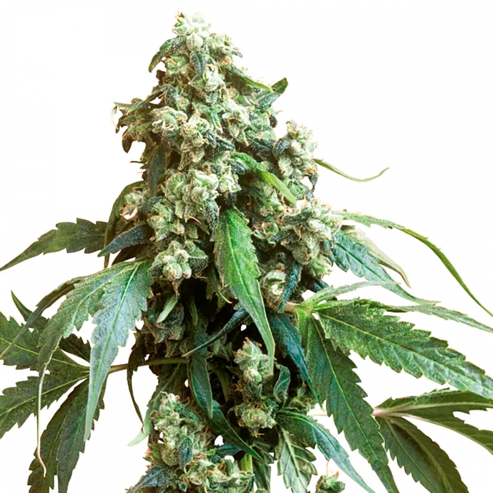 Semillas de marihuana JACK FLASH 5 (Sensi Seeds) feminizada.