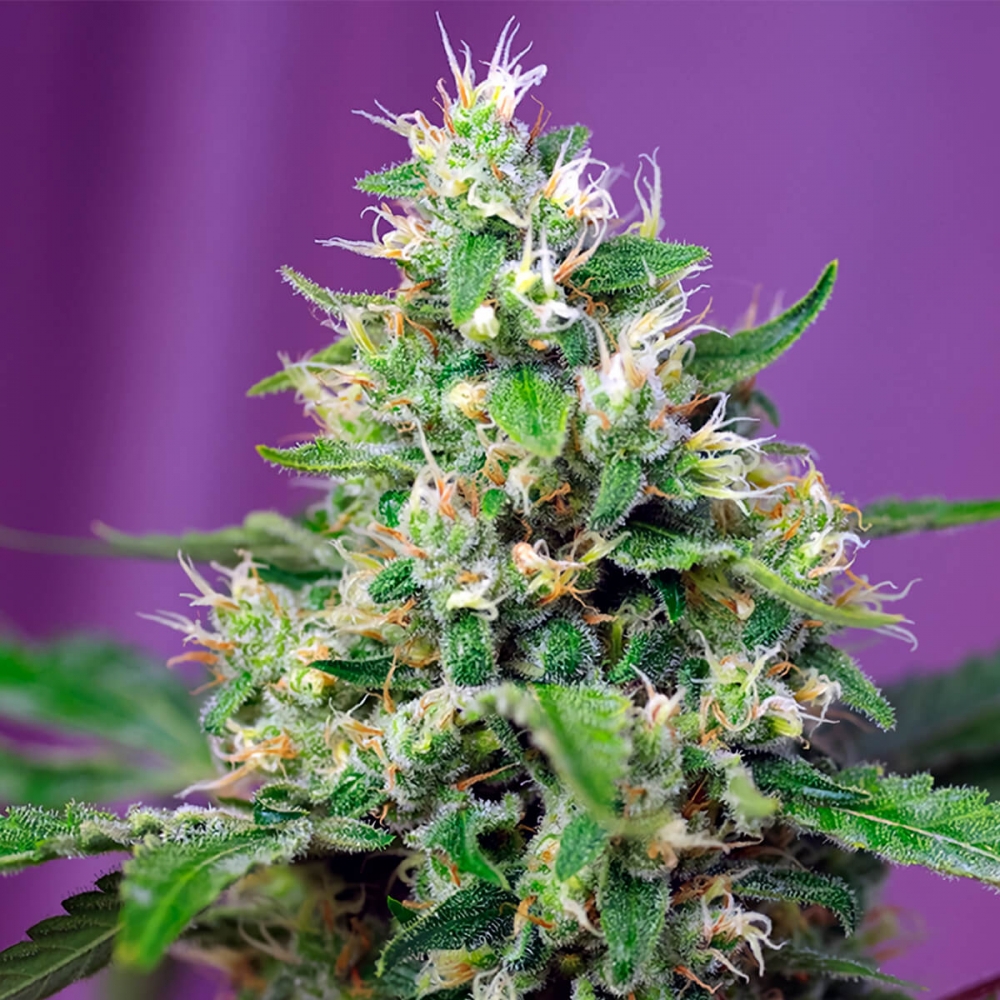 Auto Sweet Amnesia Haze XL Sweet Seeds - Semillas de marihuana autoflorecientes