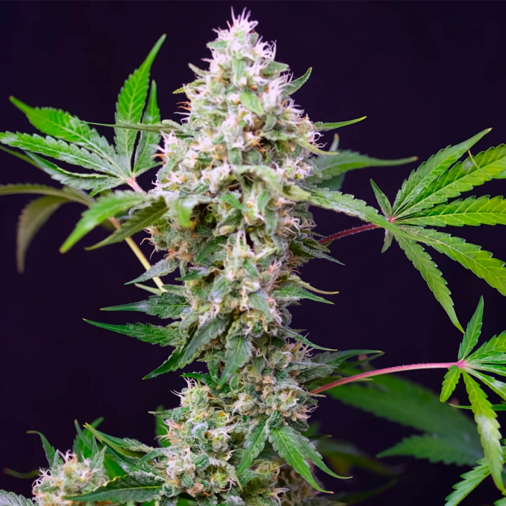 Auto Sweet Amnesia Haze XL Sweet Seeds - Semillas de marihuana autoflorecientes, punta principal.