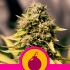 Semilla de marihuana feminizada Royal Domina de Royal Queen Seeds.
