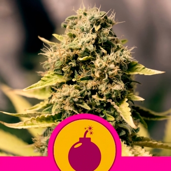 Semilla de marihuana feminizada Royal Domina de Royal Queen Seeds.