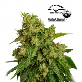 Semillas Autoflorecientes - AUTOXTREME de DUTCH PASSION