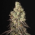 MACK & CRACK (Seedstockers) Semillas de marihuana feminizadas de colección, punta principal.