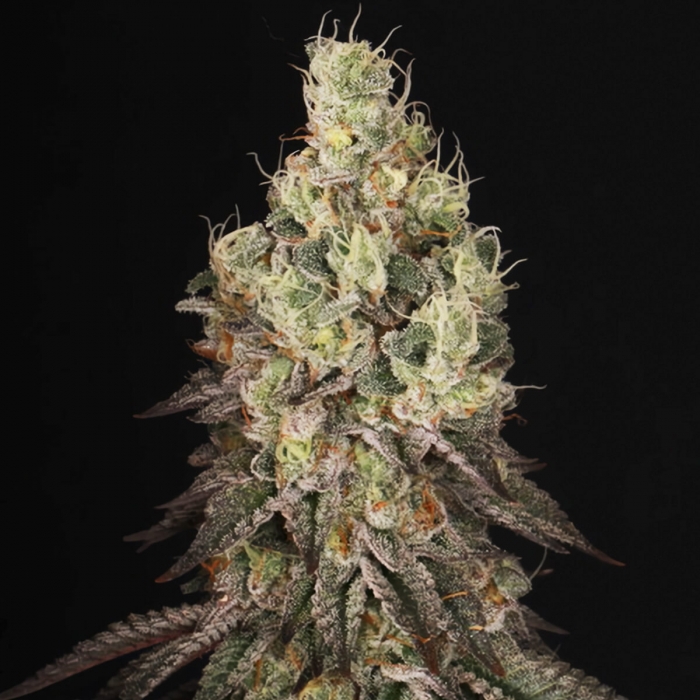 MACK & CRACK (Seedstockers) Semillas de marihuana feminizadas de colección, punta principal.