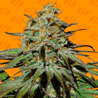 Semillas de marihuana feminizadas Jealousy de Original Sensible Seeds.
