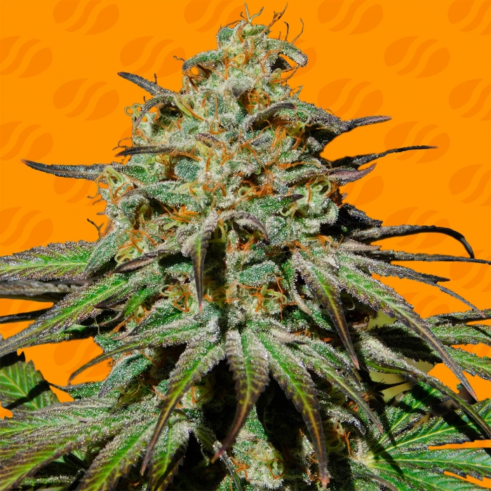 Semillas de marihuana feminizadas Jealousy de Original Sensible Seeds.