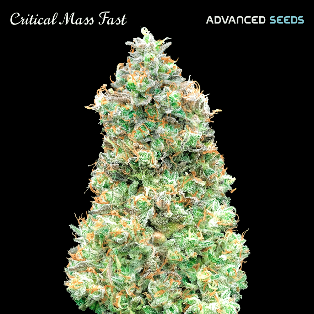 Critical Mass Fast (Advanced Seeds) Semillas de marihuana feminizadas.