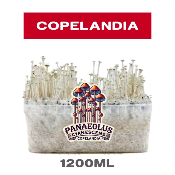 Pan de setas copelandia, variedad panaeolus cianescens con psilocibina.
