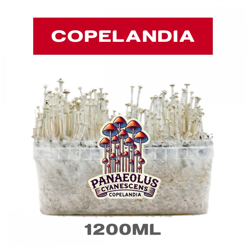 Pan de setas copelandia, variedad panaeolus cianescens con psilocibina.