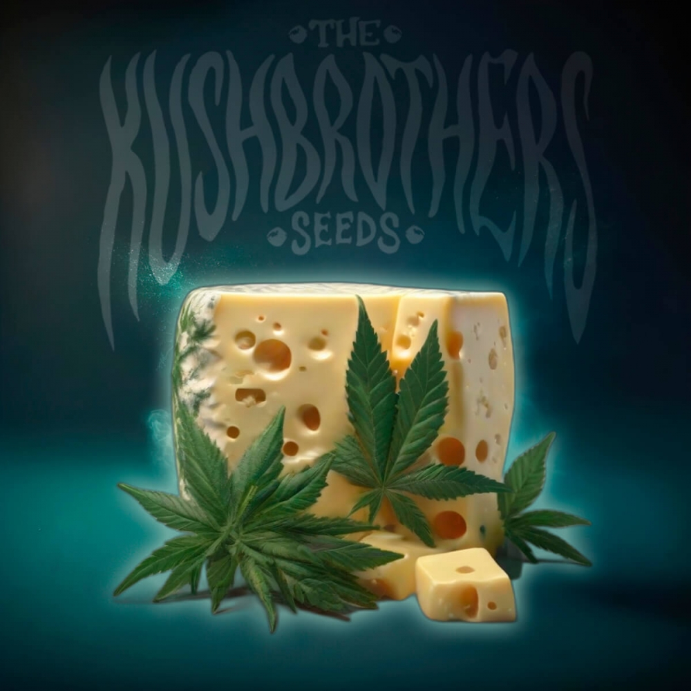 Semillas de marihuana feminizadas OG Cheese (The Kush Brothers Seeds)