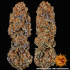 Semilla de marihuana feminizada Runtz x Layer Cake Barney's Farm Seeds, cogollos secos.