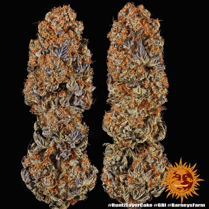 Semilla de marihuana feminizada Runtz x Layer Cake Barney's Farm Seeds, cogollos secos.