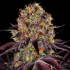 Semilla de marihuana feminizada Runtz x Layer Cake Barney's Farm Seeds