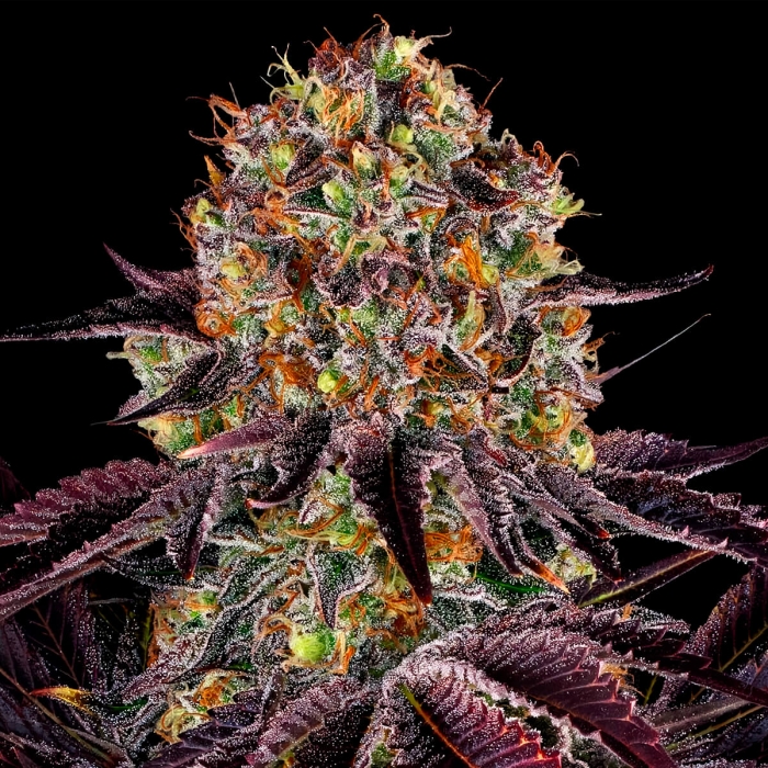 Semilla de marihuana feminizada Runtz x Layer Cake Barney's Farm Seeds