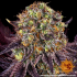 Semilla de marihuana feminizada Runtz x Layer Cake Barney's Farm Seeds, resina.