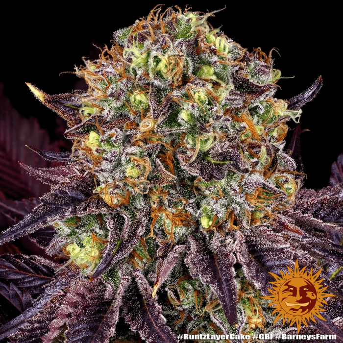 Semilla de marihuana feminizada Runtz x Layer Cake Barney's Farm Seeds, resina.