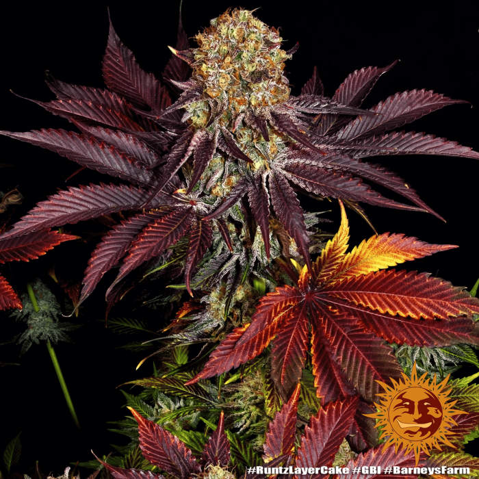 Semilla de marihuana feminizada Runtz x Layer Cake Barney's Farm Seeds, planta morada.