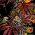 Semilla de marihuana feminizada Runtz x Layer Cake Barney's Farm Seeds, flores intermedias.