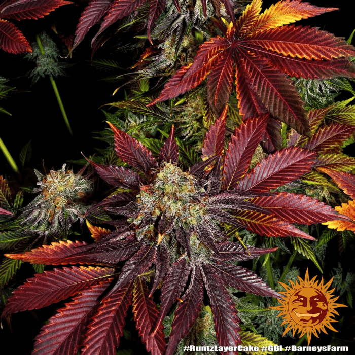 Semilla de marihuana feminizada Runtz x Layer Cake Barney's Farm Seeds, flores intermedias.