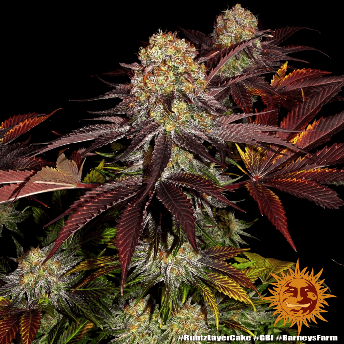 Semilla de marihuana feminizada Runtz x Layer Cake Barney's Farm Seeds, cogollos resinosos.