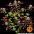 Semilla de marihuana feminizada Runtz x Layer Cake Barney's Farm Seeds, planta.