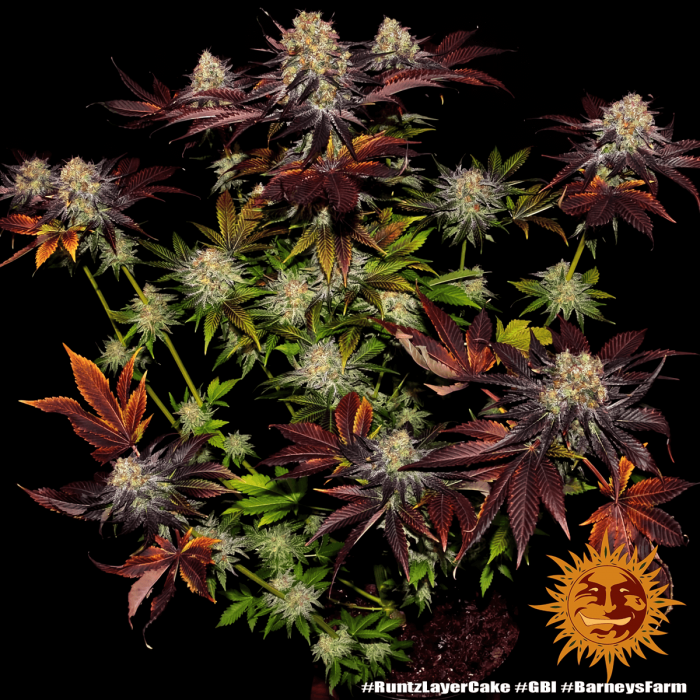 Semilla de marihuana feminizada Runtz x Layer Cake Barney's Farm Seeds, planta.