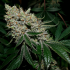 Gorilla Frost (Silent Seeds) Semillas de marihuana feminizadas, cogollo escarchado de resina.