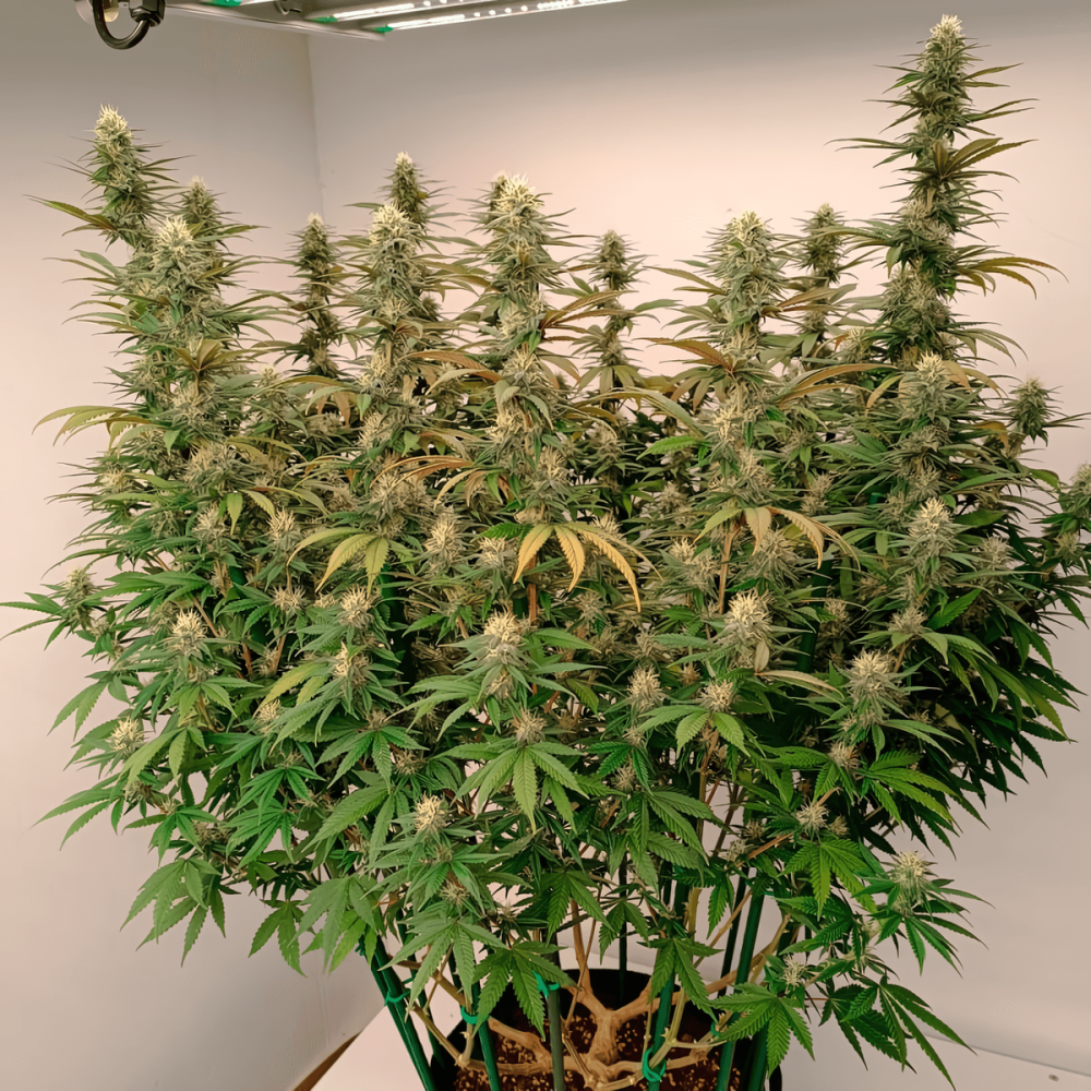 Gorilla Frost (Silent Seeds) Semillas de marihuana feminizadas, planta de interior.