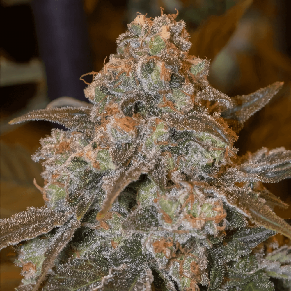 Gorilla Frost (Silent Seeds) Semillas de marihuana feminizadas.