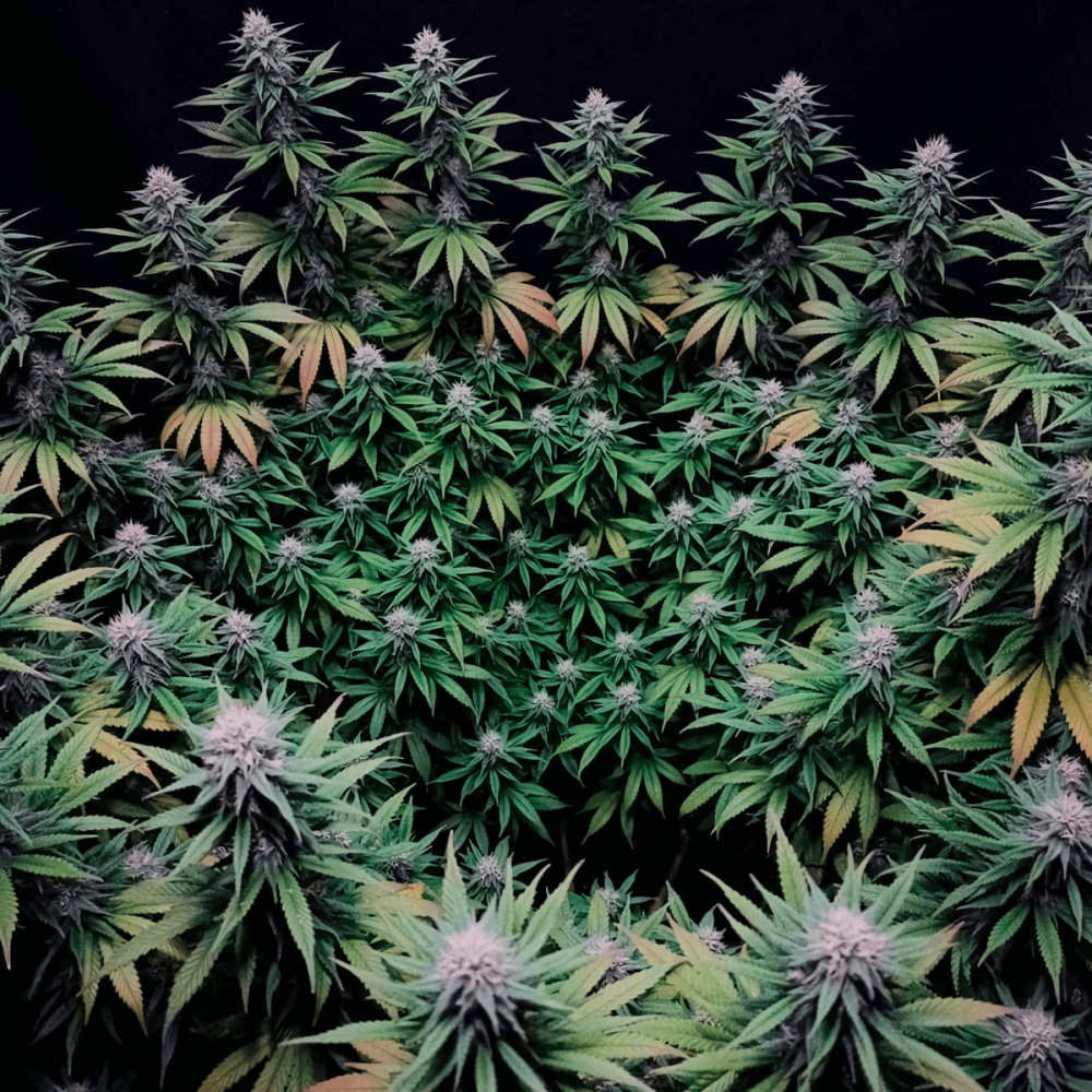 Gorilla Frost (Silent Seeds) Semillas de marihuana feminizadas, cosecha productiva.