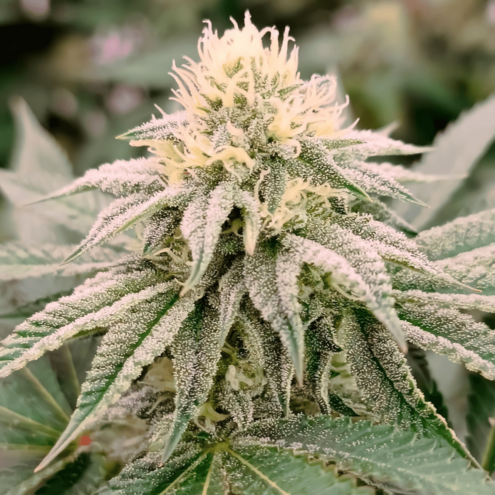 Gorilla Frost (Silent Seeds) Semillas de marihuana feminizadas, cogollo resinoso.