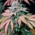 Gorilla Frost (Silent Seeds) Semillas de marihuana feminizadas, cogollo morado.